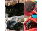 Adopt Onyx a All Black Domestic Shorthair (short coat) cat in Hicksville