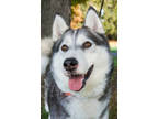 Adopt Leroy a Black Husky / Mixed dog in Yakima, WA (38161018)