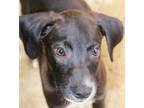 Adopt BEN a Black - with White Border Collie / Labrador Retriever / Mixed dog in