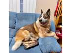 Adopt LEO a Blue Heeler / Mixed dog in Pt. Richmond, CA (33556247)