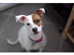 Adopt Penelope a White - with Brown or Chocolate Pit Bull Terrier / Mixed dog in