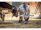 Adopt Penny and Bert a Goat farm-type animal in Jacksonville, OR (35748665)