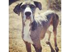 Adopt Scooby a Merle Great Dane / Mixed dog in Tehachapi, CA (35609591)