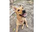 Adopt Katamata a Red/Golden/Orange/Chestnut - with Black Mixed Breed (Medium) /