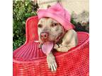 Adopt Ruby a Tan/Yellow/Fawn Pit Bull Terrier / Mixed dog in Detroit