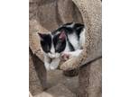 Adopt Cookie a Black & White or Tuxedo Turkish Van / Mixed (medium coat) cat in