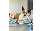 Adopt Chacho a Red/Golden/Orange/Chestnut - with White Parson Russell Terrier /
