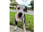 Adopt Gino a Brindle - with White American Pit Bull Terrier / Pit Bull Terrier /