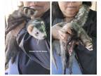 Adopt Bella a Sable Ferret small animal in Phoenix, AZ (38299021)