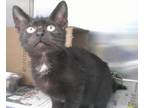 Adopt SABLE a Domestic Short Hair