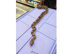 Adopt River a Snake reptile, amphibian, and/or fish in Vista, CA (35861655)