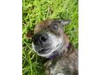 Adopt Ben a Brindle German Shepherd Dog / Labrador Retriever / Mixed dog in