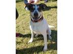 Adopt Luna a Tricolor (Tan/Brown & Black & White) Smooth Fox Terrier / Mixed dog