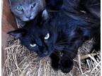 Adopt Xander a All Black Domestic Shorthair (short coat) cat in Jackson