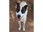 Adopt Marmalade K16 6/5/23 a Black Australian Cattle Dog / Shepherd (Unknown