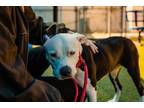 Adopt MILLIE a Pit Bull Terrier, Mixed Breed