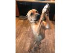 Adopt Ryder a Brown/Chocolate - with White Shar Pei / Mixed dog in San