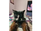 Adopt Mackie a Black & White or Tuxedo Domestic Shorthair (short coat) cat in