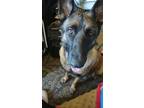 Adopt Odette a Black - with Tan, Yellow or Fawn Belgian Malinois / Mixed dog in