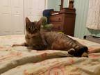 Adopt Mercedes a Brown Tabby Domestic Shorthair (short coat) cat in Great Mills