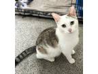 Adopt Suzie a White Domestic Shorthair (short coat) cat in Xenia, OH (38068062)