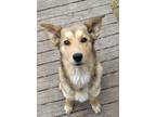 Adopt Carrie a Tricolor (Tan/Brown & Black & White) Collie / Mixed Breed