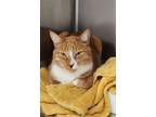 Adopt TINKER a Orange or Red Domestic Shorthair / Domestic Shorthair / Mixed cat
