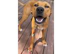 Adopt Ami a Red/Golden/Orange/Chestnut Rhodesian Ridgeback / Mixed dog in