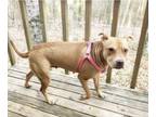 Adopt Ava a Brown/Chocolate Pit Bull Terrier / Labrador Retriever / Mixed dog in