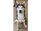 Adopt Maddie a Black - with White Siberian Husky / Husky / Mixed dog in San