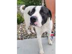 Adopt Oswald a White - with Black St. Bernard / Mixed dog in Reno, NV (38067896)