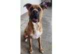 Adopt Wall-E a Red/Golden/Orange/Chestnut Boxer / Cattle Dog / Mixed dog in