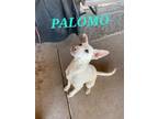 Adopt Palamo a White Labrador Retriever / Mixed dog in Phoenix, AZ (38068076)