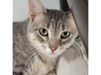 Adopt Daffy a Gray or Blue Domestic Shorthair / Mixed cat in Carroll