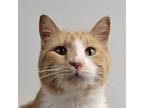 Adopt Colby a Orange or Red Domestic Shorthair / Mixed cat in Carroll