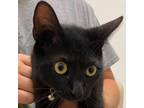 Adopt Walker a All Black Domestic Shorthair / Mixed cat in Galveston
