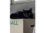 Adopt Lea a All Black American Shorthair (short coat) cat in New Fairfield