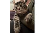 Adopt Rocket and Blanca a Gray, Blue or Silver Tabby Domestic Shorthair / Mixed