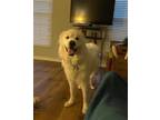 Adopt Juneau a White Great Pyrenees / Golden Retriever / Mixed dog in Staunton