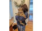 Adopt Leo a Gray, Blue or Silver Tabby American Shorthair (short coat) cat in