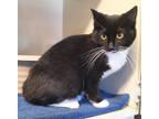 Adopt Etsy a All Black Domestic Shorthair / Domestic Shorthair / Mixed cat in