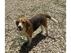 Adopt Sally a Tricolor (Tan/Brown & Black & White) Beagle / Mixed dog in Baton