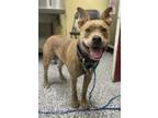 Adopt Nala a Tan/Yellow/Fawn American Pit Bull Terrier / Mixed dog in Vincennes