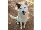 Adopt Bynoe K21 5/18/23 a Brown/Chocolate Australian Shepherd / Mixed dog in San