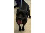 Adopt Virginia a Black Labrador Retriever / Mixed dog in Natchez, MS (38070116)