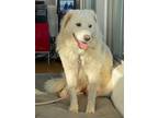 Adopt Nanuq a White Great Pyrenees / Mixed dog in Highlands Ranch, CO (38070299)