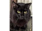 Adopt Aces a All Black Domestic Shorthair (medium coat) cat in Brooklyn