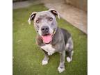 Adopt Ivy a Gray/Blue/Silver/Salt & Pepper Pit Bull Terrier / American