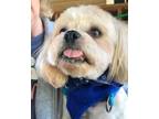 Adopt Sparky a White Shih Tzu / Mixed dog in Hayes, VA (38070960)