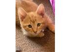 Adopt Rowan a Domestic Shorthair cat in Twin Falls, ID (37824123)